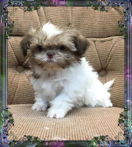 Tiny Chinese Imperial Shih Tzu Female Puppies For Sale Available Pups